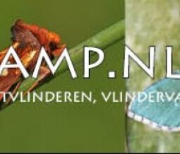vlinderlamp.nl