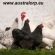 australorp.eu