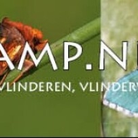 vlinderlamp.nl - afbeelding 1