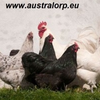 australorp.eu - afbeelding 1