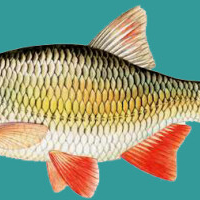 geertengoor.nl - afbeelding 1