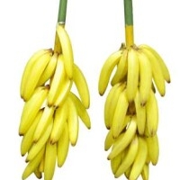 bananentros.nl - afbeelding 1