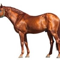 onlyhorsespictures.com - afbeelding 1