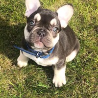 FranseBulldog.nl - afbeelding 1