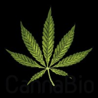 cbd-olieshop.nl - afbeelding 4